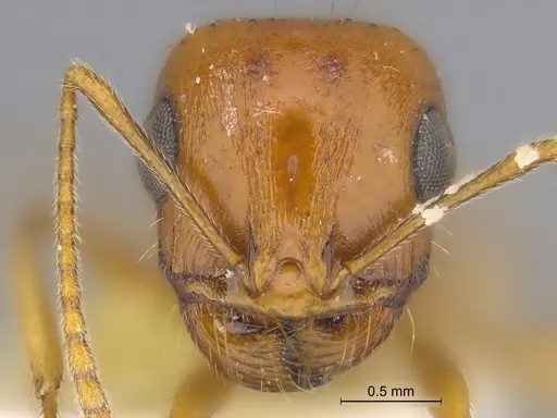 Veromessor pseudolariversi specimen CASENT0869808 image casent0869808_2