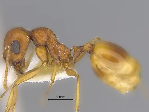 Veromessor pseudolariversi specimen CASENT0869808 image casent0869808_3
