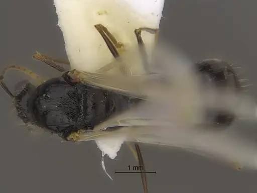 Veromessor pseudolariversi specimen CASENT0869851 image casent0869851_1