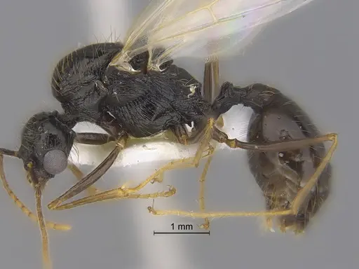 Veromessor pseudolariversi specimen CASENT0869851 image casent0869851_3