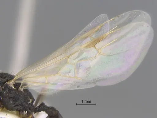 Veromessor pseudolariversi specimen CASENT0869851 image casent0869851_4