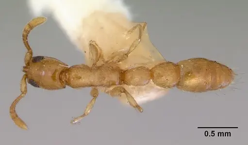 Vicinopone conciliatrix specimen CASENT0172320 image casent0172320_1