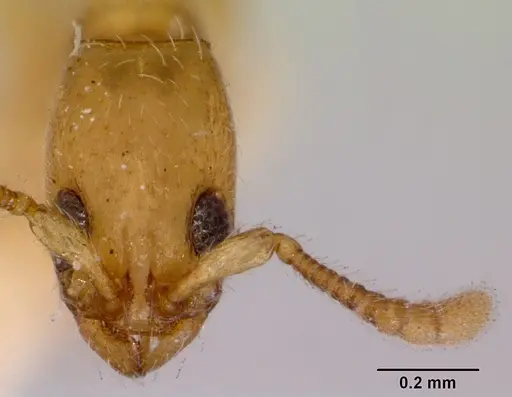 Vicinopone conciliatrix specimen CASENT0172320 image casent0172320_2
