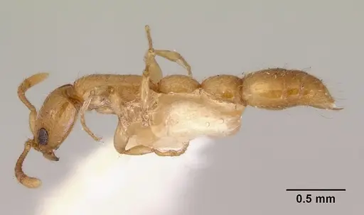Vicinopone conciliatrix specimen CASENT0172320 image casent0172320_3