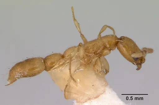 Vicinopone conciliatrix specimen CASENT0172320 image casent0172320_4