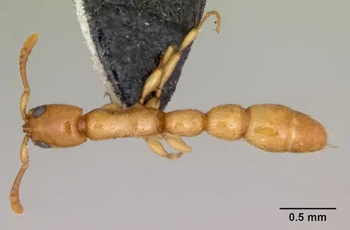 Vicinopone conciliatrix specimen CASENT0172777 image casent0172777_1