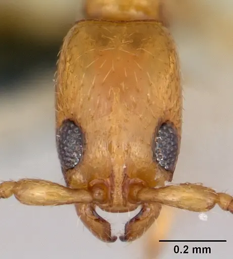 Vicinopone conciliatrix specimen CASENT0172777 image casent0172777_2
