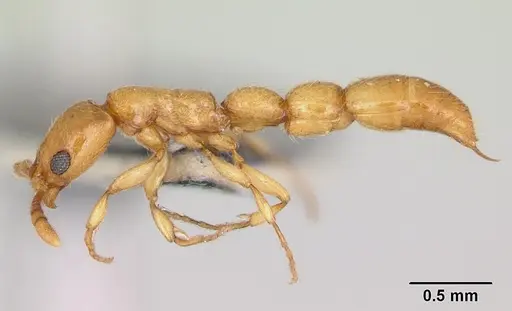 Vicinopone conciliatrix specimen CASENT0172777 image casent0172777_3
