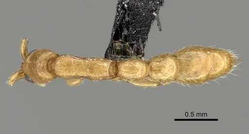 Vicinopone conciliatrix specimen CASENT0249323 image casent0249323_1