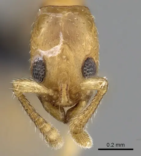 Vicinopone conciliatrix specimen CASENT0249323 image casent0249323_2