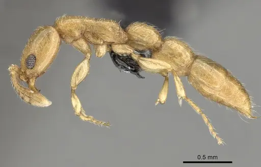 Vicinopone conciliatrix specimen CASENT0249323 image casent0249323_3