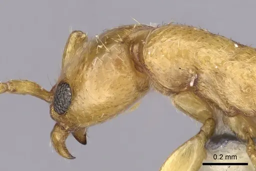 Vicinopone conciliatrix specimen CASENT0249622 image casent0249622_1