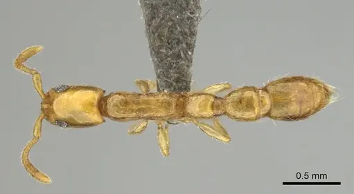 Vicinopone conciliatrix specimen CASENT0813008 image casent0813008_1