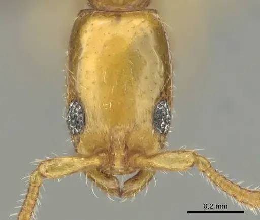 Vicinopone conciliatrix specimen CASENT0813008 image casent0813008_2