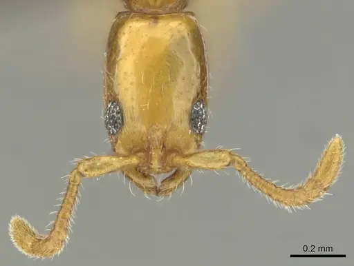 Vicinopone conciliatrix specimen CASENT0813008 image casent0813008_3