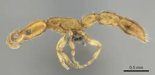 Vicinopone conciliatrix specimen CASENT0813008 image casent0813008_4