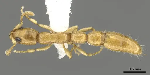Vicinopone conciliatrix specimen CASENT0902700 image casent0902700_1