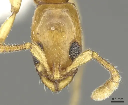 Vicinopone conciliatrix specimen CASENT0902700 image casent0902700_2