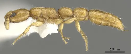 Vicinopone conciliatrix specimen CASENT0902700 image casent0902700_3