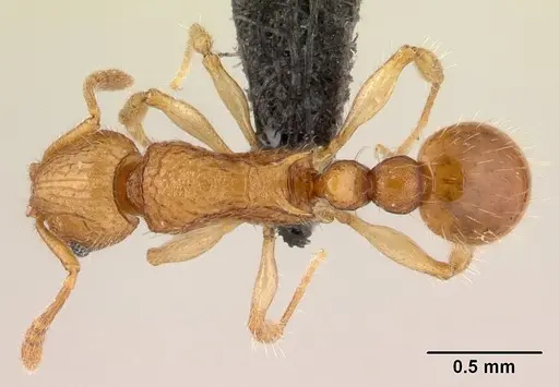 Vitsika acclivitas specimen CASENT0042782 image casent0042782_1