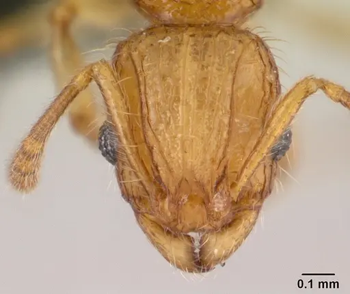 Vitsika acclivitas specimen CASENT0042782 image casent0042782_2