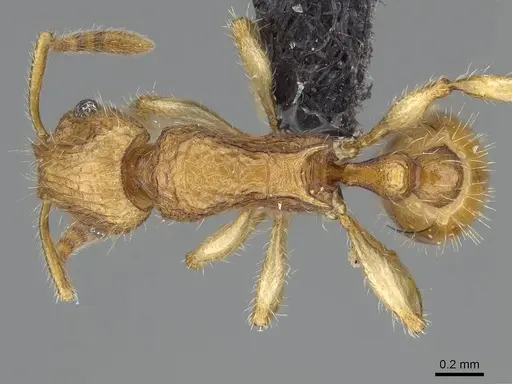 Vitsika acclivitas specimen CASENT0044902 image casent0044902_1