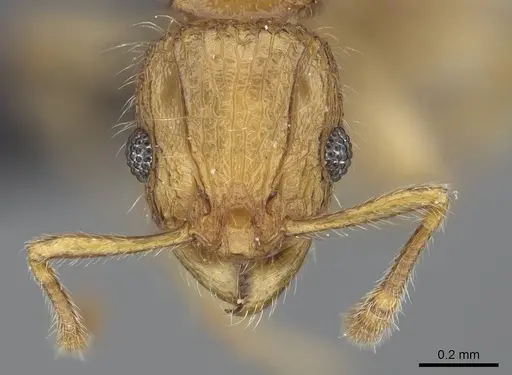 Vitsika acclivitas specimen CASENT0044902 image casent0044902_2