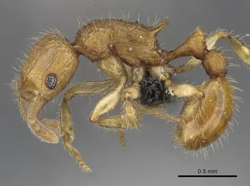 Vitsika acclivitas specimen CASENT0044902 image casent0044902_3
