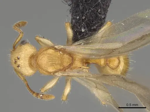 Vitsika acclivitas specimen CASENT0054091 image casent0054091_1