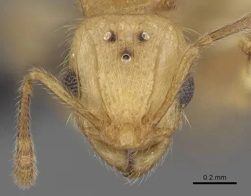 Vitsika acclivitas specimen CASENT0054091 image casent0054091_2