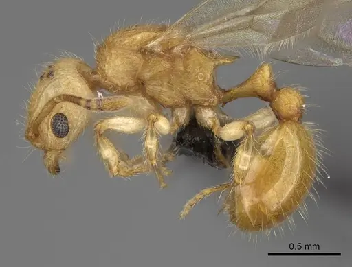 Vitsika acclivitas specimen CASENT0054091 image casent0054091_3