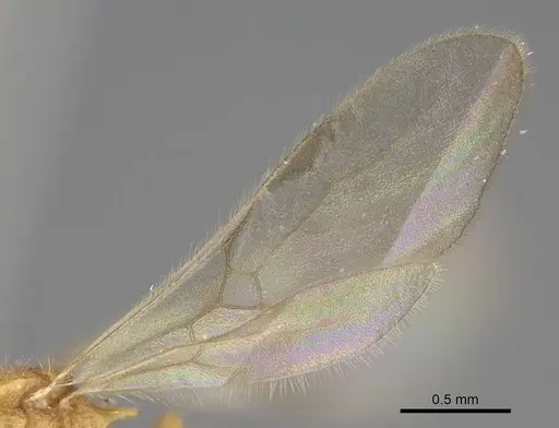 Vitsika acclivitas specimen CASENT0054091 image casent0054091_4