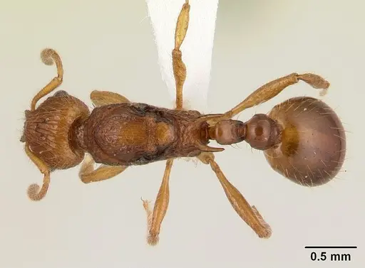 Vitsika astuta specimen CASENT0178900 image casent0178900_1