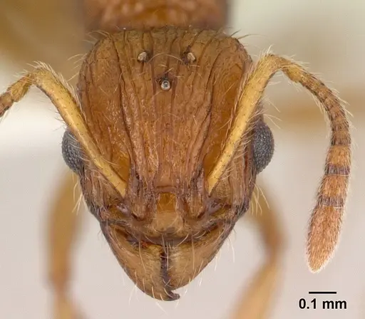 Vitsika astuta specimen CASENT0178900 image casent0178900_2