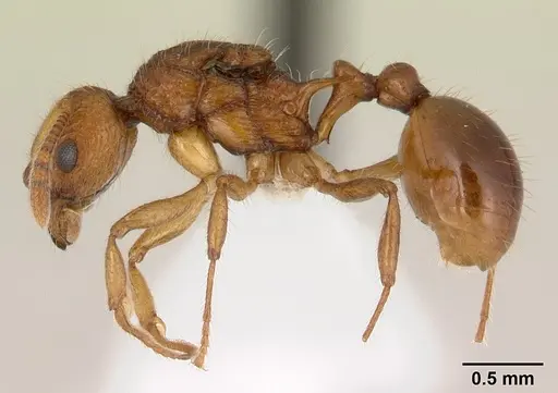 Vitsika astuta specimen CASENT0178900 image casent0178900_3
