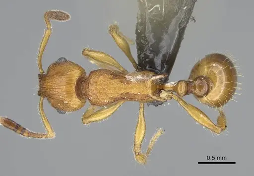 Vitsika astuta specimen CASENT0248549 image casent0248549_1