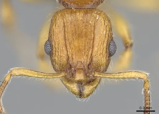 Vitsika astuta specimen CASENT0248549 image casent0248549_2
