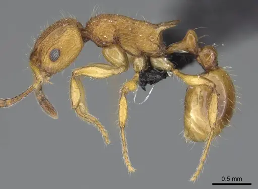 Vitsika astuta specimen CASENT0248549 image casent0248549_3