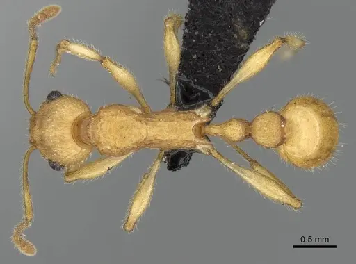 Vitsika brevis specimen CASENT0494587 image casent0494587_1