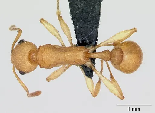 Vitsika brevis specimen CASENT0494750 image casent0494750_1