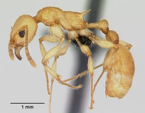 Vitsika brevis specimen CASENT0494750 image casent0494750_3