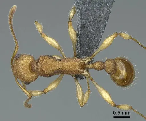 Vitsika brevis specimen CASENT0840868 image casent0840868_1