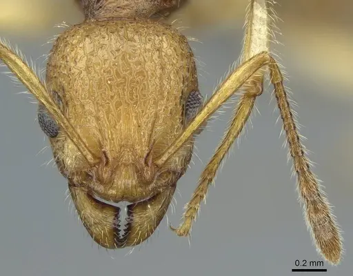 Vitsika brevis specimen CASENT0840868 image casent0840868_2