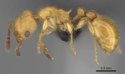 Vitsika breviscapa specimen CASENT0496288 image casent0496288_3