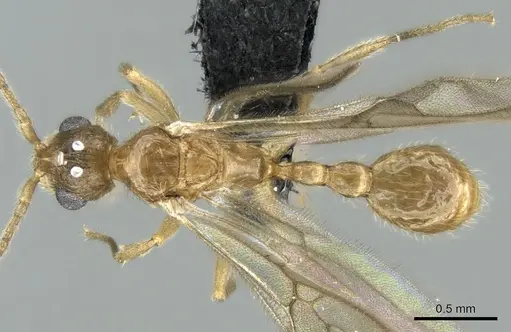 Vitsika breviscapa specimen CASENT0496290 image casent0496290_1