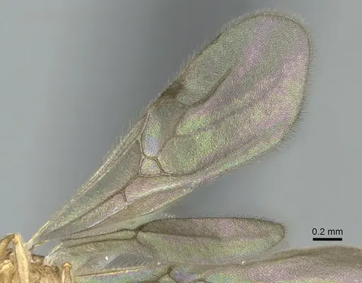 Vitsika breviscapa specimen CASENT0496290 image casent0496290_4