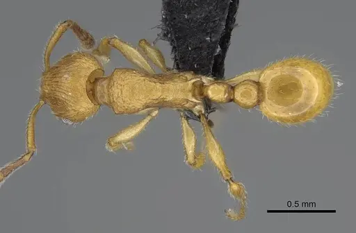 Vitsika breviscapa specimen CASENT0914141 image casent0914141_1