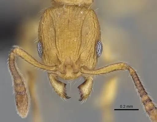 Vitsika breviscapa specimen CASENT0914141 image casent0914141_2