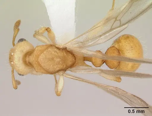 Vitsika crebra specimen CASENT0000692 image casent0000692_1