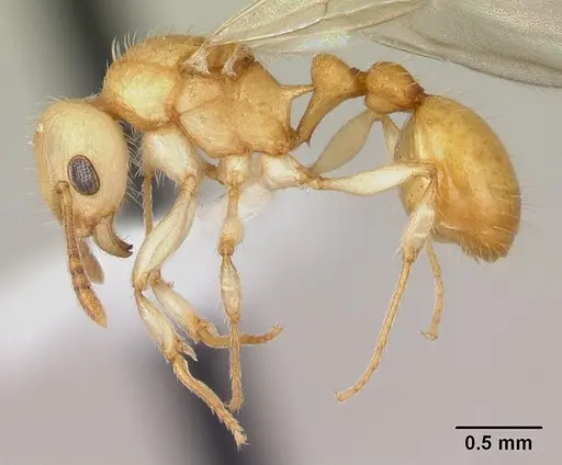 Vitsika crebra specimen CASENT0000692 image casent0000692_3